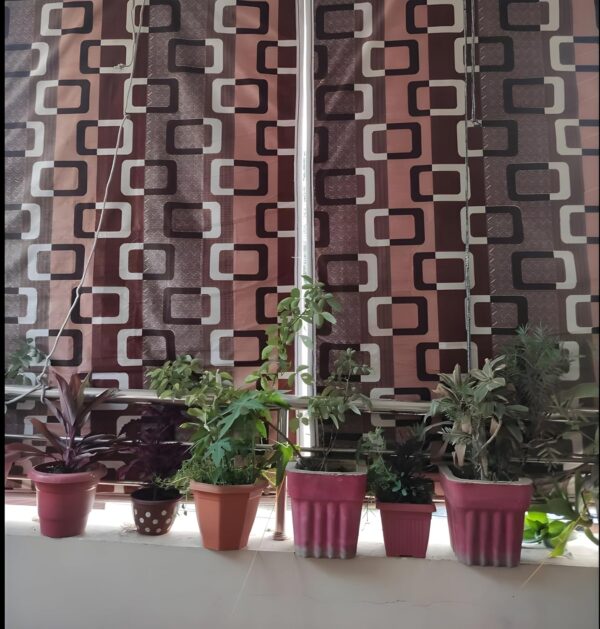 Dhori Bamboo Roll-up Blinds: Waterproof Window Shades for Home and Outdoors - Image 6